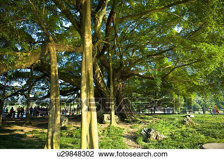 China, Guangxi Province, Guilin, Yangshuo, banyan trees View Large Photo Image Stock Image - China, Guangxi Province, Guilin, Yangshuo, banyan trees. Fotosearch
