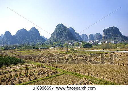 Stock Photo - China, Guangxi Province, Guilin, Yangshuo, fields of harvested rice. Fotosearch