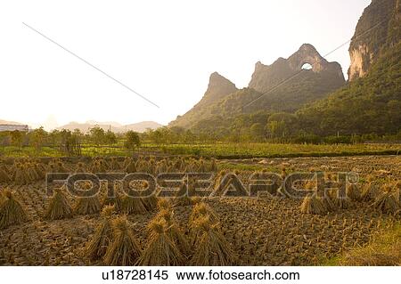 Stock Photography - China, Guangxi Province, Guilin, Yangshuo, Moon Mountain, field of harvested rice. Fotosearch