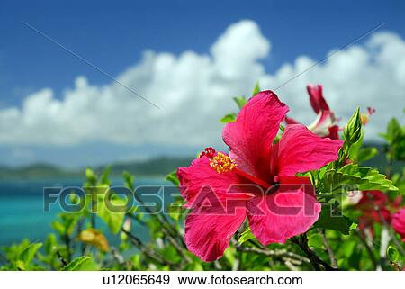 Hibiscus View Large Photo Image Stock Photo - Hibiscus. Fotosearch