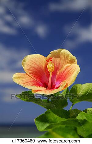 Stock Photo - Hibiscus. Fotosearch