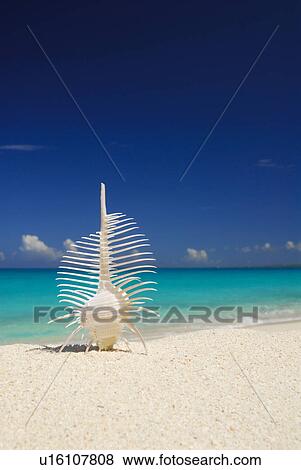 Stock Photo - Shell. Fotosearch