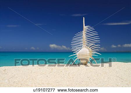 Stock Photo - Shell. Fotosearch