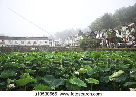 Pond with water lily View Large Photo Image Stock Photography - Pond with water lily. Fotosearch