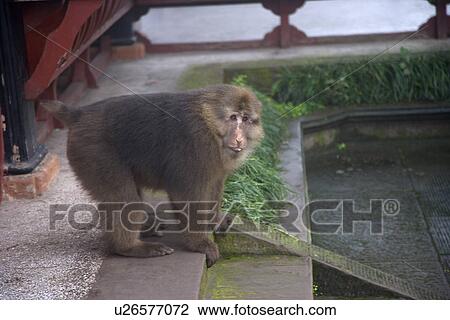 China, Sichuan Province, Mt. Emei, Wannian Temple, monkey View Large Photo Image Stock Image - China, Sichuan Province, Mt. Emei, Wannian Temple, monkey. Fotosearch