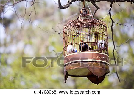 Stock Photo - China, Jiangsu Province, Suzhou, The Humble Administrator's Garden, bird in cage. Fotosearch