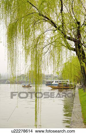 Picture - China, Zhejiang Province, Hangzhou, boat on the West Lake, willow tree in the foreground. Fotosearch