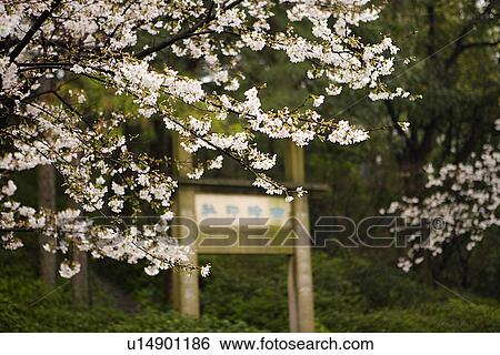 China, Zhejiang Province, Hangzhou, West Lake, flower blossom and trees View Large Photo Image Stock Photograph - China, Zhejiang Province, Hangzhou, West Lake, flower blossom and trees. Fotosearch