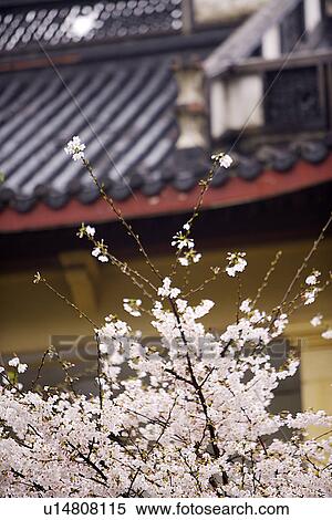 Stock Photography - China, Zhejiang Province, Hangzhou, West Lake area, eaves and cherry blossom. Fotosearch