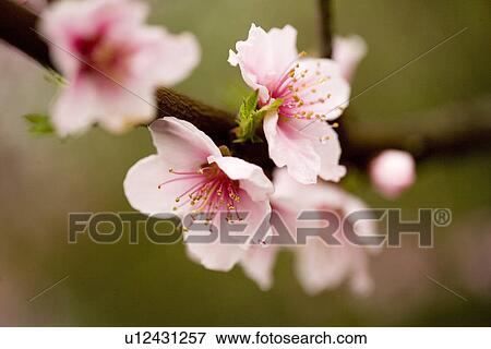 Stock Photo - Pink plum blossoms on branch, close-up, Nobody, Pink, Horizontal,. Fotosearch