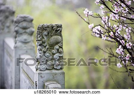Stock Image - Railing and pink plum blossoms on branch, West Lake, Hangzhou, Zhejiang Province, China, Asia. Fotosearch