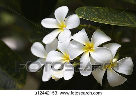 アジア 陶磁器 Hainan 島 Yalong 湾 白い花 ストックイメージ U Fotosearch