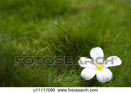 Asia, China, Hainan Island, Sanya, Single white flower in grass View Large Photo Image Stock Image - Asia, China, Hainan Island, Sanya, Single white flower in grass. Fotosearch