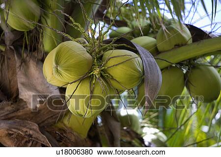 Stock Image - Asia, China, Hainan Island, Sanya, Coconut Palm Tree. Fotosearch