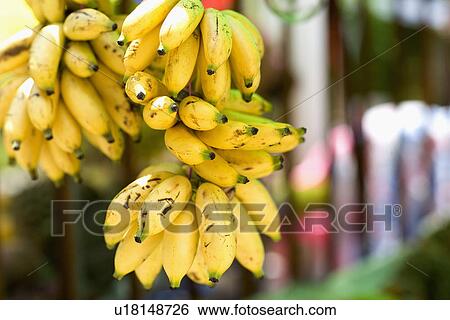 Asia, China, Hainan Island, Sanya, Bunches of bananas View Large Photo Image Stock Photograph - Asia, China, Hainan Island, Sanya, Bunches of bananas. Fotosearch