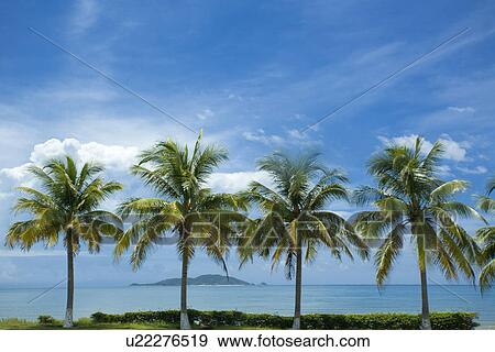 Stock Photo - Asia, China, Hainan Island, West Island, palm trees in a row. Fotosearch