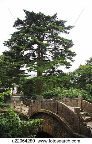 China, Anhui, Mt. Huangshan, Lovers pine and bridge View Large Photo Image Stock Image - China, Anhui, Mt. Huangshan, Lovers pine and bridge. Fotosearch