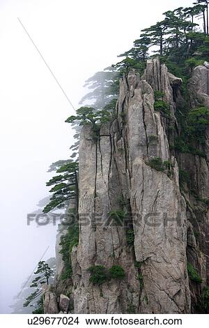 Picture - China, Anhui, Mt. Huangshan, Pine tree growing on steep mountainside. Fotosearch