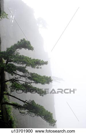 China, Anhui, Mt. Huangshan, Pine tree growing on steep mountainside View Large Photo Image Stock Image - China, Anhui, Mt. Huangshan, Pine tree growing on steep mountainside. Fotosearch