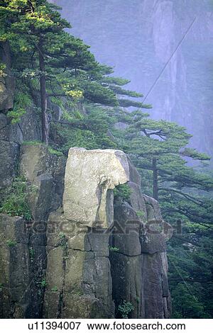 China, Anhui, Mt. Huangshan, Pine tree growing on steep mountainside View Large Photo Image Stock Photo - China, Anhui, Mt. Huangshan, Pine tree growing on steep mountainside. Fotosearch