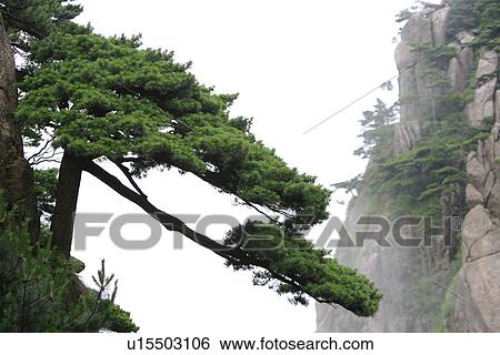 China, Anhui, Mt. Huangshan, Pine tree growing on steep mountainside View Large Photo Image Stock Photograph - China, Anhui, Mt. Huangshan, Pine tree growing on steep mountainside. Fotosearch