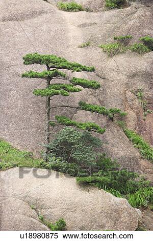 China, Anhui, Mt. Huangshan, Pine tree growing by rock View Large Photo Image Stock Photography - China, Anhui, Mt. Huangshan, Pine tree growing by rock. Fotosearch