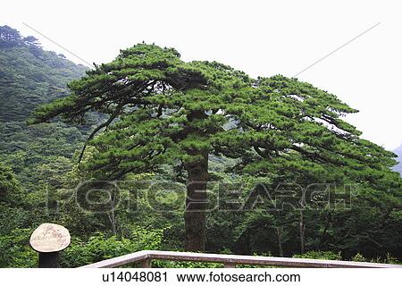 Stock Image - China, Anhui, Mt. Huangshan. Fotosearch