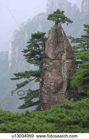 China, Anhui, Mt. Huangshan, The Flower Grown Out Of A Writing Brush Rock View Large Photo Image Stock Photo - China, Anhui, Mt. Huangshan, The Flower Grown Out Of A Writing Brush Rock. Fotosearch