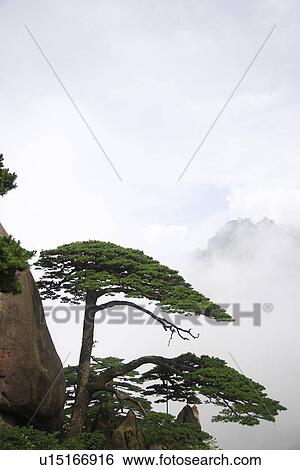 China, Anhui, Mt. Huangshan, Welcoming Guest Pine View Large Photo Image Stock Photograph - China, Anhui, Mt. Huangshan, Welcoming Guest Pine. Fotosearch