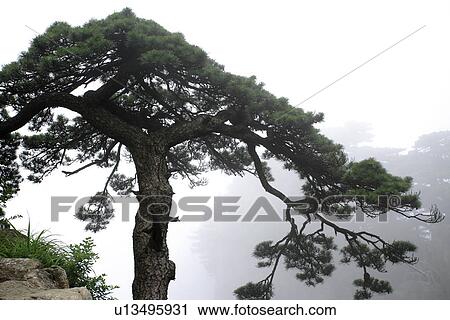 China, Anhui Province, Mt. Huangshan, pine tree View Large Photo Image Stock Image - China, Anhui Province, Mt. Huangshan, pine tree. Fotosearch