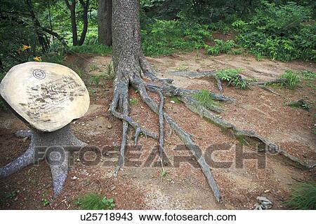 China, Anhui Province, Mt. Huangshan, Dragon Claw Pine View Large Photo Image Stock Image - China, Anhui Province, Mt. Huangshan, Dragon Claw Pine. Fotosearch