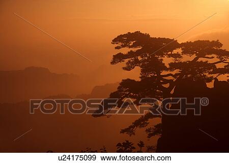 Stock Photo - China, Anhui Province, Mt. Huangshan, rock with pine tree. Fotosearch
