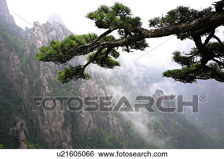 China, Anhui Province, Mt. Huangshan, Pine tree' branch in the foreground View Large Photo Image Stock Photograph - China, Anhui Province, Mt. Huangshan, Pine tree' branch in the foreground. Fotosearch