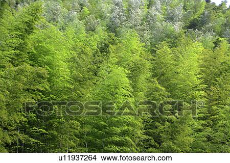 China, Anhui, Mount Huangshan area, bamboo forest View Large Photo Image Picture - China, Anhui, Mount Huangshan area, bamboo forest. Fotosearch