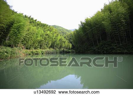 Stock Image - China, Anhui, Mount Huangshan area, bamboo forest. Fotosearch