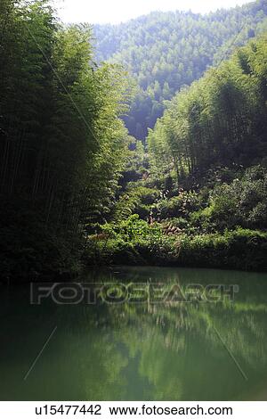 Stock Image - China, Anhui, Mount Huangshan area, bamboo forest. Fotosearch