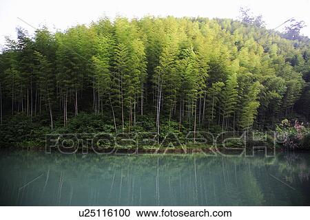 China, Anhui, Mount Huangshan area, bamboo forest View Large Photo Image Stock Image - China, Anhui, Mount Huangshan area, bamboo forest. Fotosearch