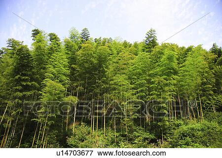 Stock Photo - China, Anhui, Mount Huangshan area, bamboo forest. Fotosearch