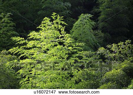 China, Anhui, Mount Huangshan area, bamboo forest View Large Photo Image Stock Photo - China, Anhui, Mount Huangshan area, bamboo forest. Fotosearch