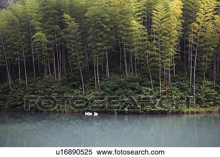 Stock Photography - China, Anhui, Mount Huangshan area, bamboo forest. Fotosearch