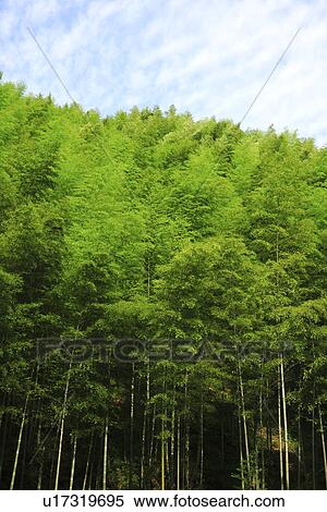 Stock Photography - China, Anhui, Mount Huangshan area, bamboo forest. Fotosearch