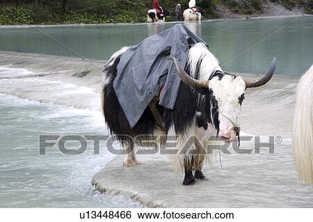 Buffalos standing in stream View Large Photo Image Stock Photograph - Buffalos standing in stream. Fotosearch
