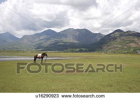 Stock Image - China, Yunnan Province, One horse in grass. Fotosearch