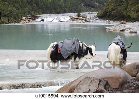 Picture - Two water buffaloes standing in stream. Fotosearch