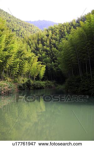China, Anhui, bamboo forest View Large Photo Image Stock Photo - China, Anhui, bamboo forest. Fotosearch