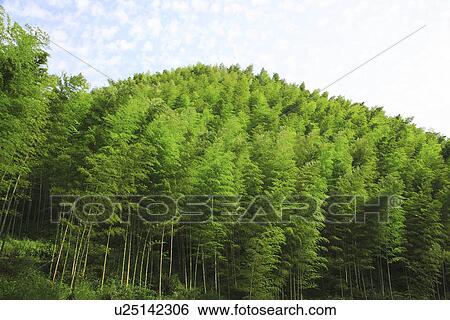 China, Anhui, bamboo forest View Large Photo Image Stock Photograph - China, Anhui, bamboo forest. Fotosearch