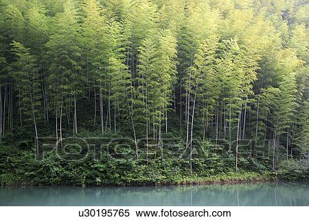 China, Anhui, bamboo forest View Large Photo Image Stock Photography - China, Anhui, bamboo forest. Fotosearch
