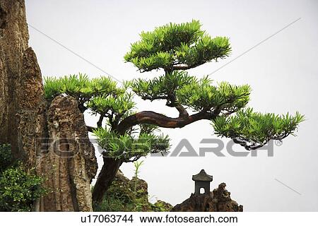 China, Anhui, Bao Family Gardens, rockery with pine View Large Photo Image Picture - China, Anhui, Bao Family Gardens, rockery with pine. Fotosearch
