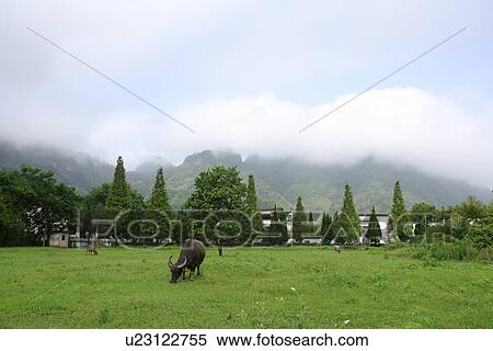 Stock Photography - China, Anhui, Buffalo on lawn. Fotosearch