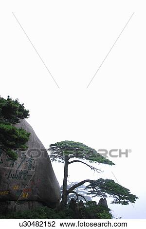 China, Anhui, Mt. Huangshan, Welcoming Guest Pine View Large Photo Image Stock Image - China, Anhui, Mt. Huangshan, Welcoming Guest Pine. Fotosearch